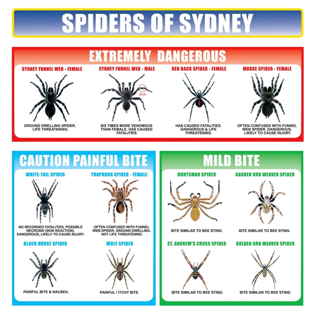 house spider identification chart